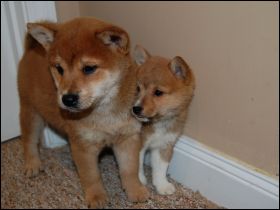 Myshiba Shiba Inu Puppies For Sale Information