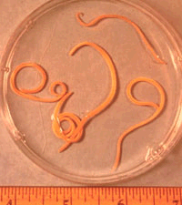 Adult Roundworms