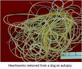 Heartworms from a deceased dog